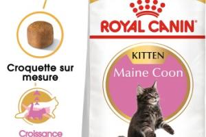 ROYAL CANIN Maine Coon Chaton Croquettes Chat 4 kg