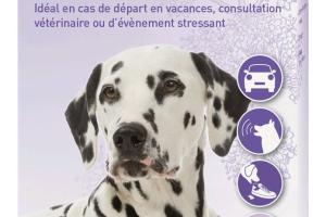 Collier pour chien anti-stress et calmant