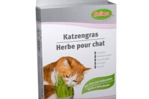 Bubimex Herbe pour chat 100g Bubimex Herbe pour chat 100g